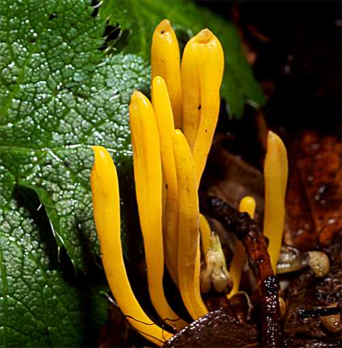 Clavulinopsis laeticolor